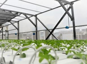 Levelling up Singapore’s food supply resilience